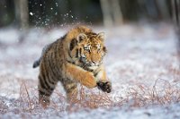 FIAP HONOR - SIBIRISCHER TIGER - SEIFFERT SUSANNE - germany <div : Tiger, Tschechien